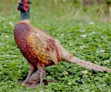 Standing Pheasant Sculpture