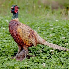 Standing Pheasant Sculpture