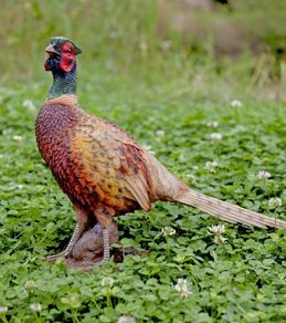 Standing Pheasant Sculpture
