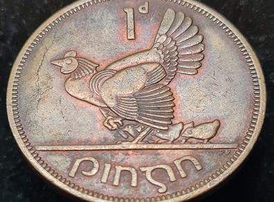 Ireland 1968 Cracked 1d Penny coin from off center punch in minting.