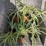Spider plant, small and well established plant available. Image 3