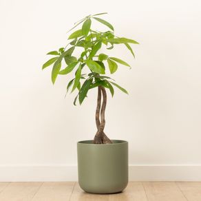 Pachira aquatica