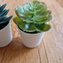 Ikea Mini Succulent Desk Plants Image 5
