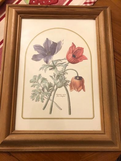 Vintage Anemone Botanical Print Framed - Nederlandsch Bloemwerk Cottagecore Art 12x15 inches