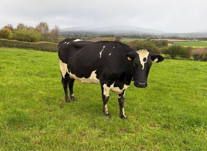 Young Empty Milking Cows