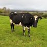 Young Empty Milking Cows Image 6