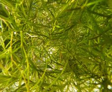 Floating Aquarium Plant - Guppy Grass (Najas)