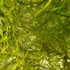 Floating Aquarium Plant - Guppy Grass (Najas)