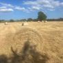 Hay Image 4