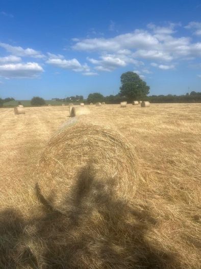 Hay