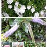 Outdoor plants for sale. Image 4