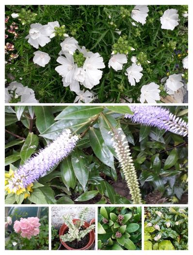 Outdoor plants for sale.