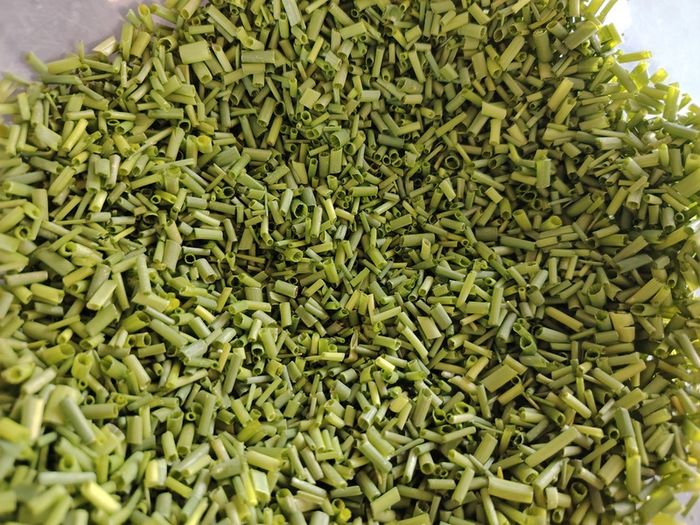 Fine Leaved Chive Plants / Chive Seeds