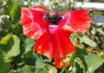Red Poppy Seeds