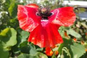 Red Poppy Seeds