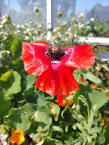Red Poppy Seeds