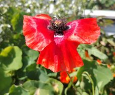 Red Poppy Seeds