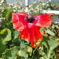 Red Poppy Seeds