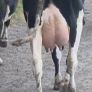 Fresh calved heifers Image 4