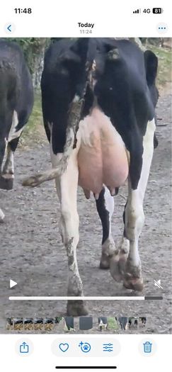 Fresh calved heifers