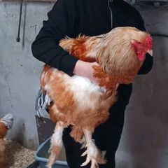Poultry
