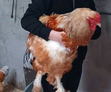 Poultry