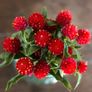 (G) Gomphrena Haageana Strawberry Fields seeds 0.5g (600793) Image 2