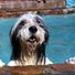 SnippyDog