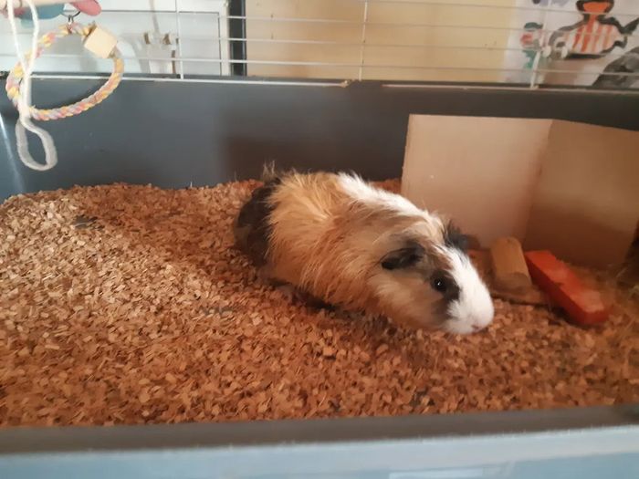 1 year old male guinea pig