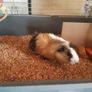 1 year old male guinea pig Image 4