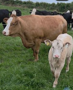 Four Genuine cows and calves