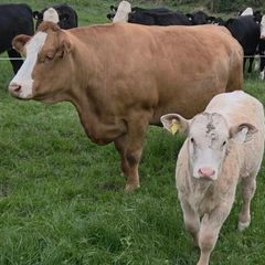 Four Genuine cows and calves