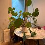 Plant Monstera Deliciosa Image 3