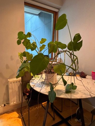 Plant Monstera Deliciosa