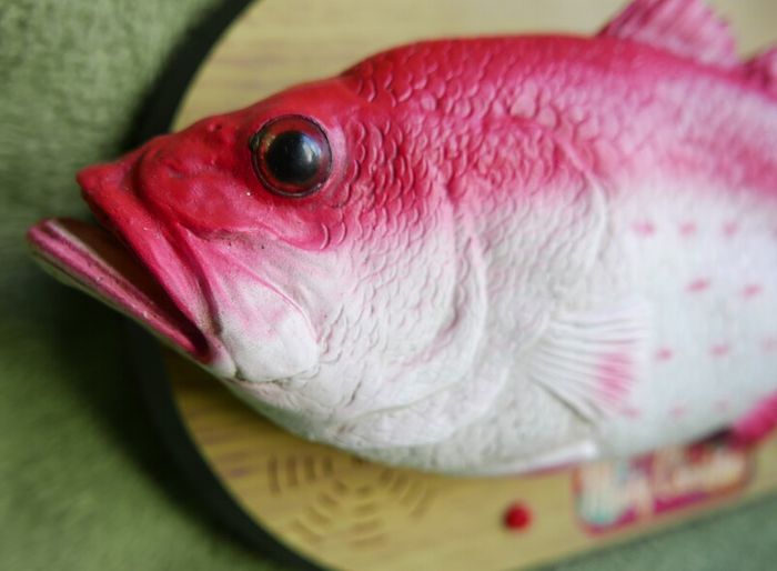 Rock King Tommy the xmas singing fish