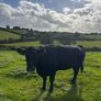 Aberdeen Angus Cows Image 8