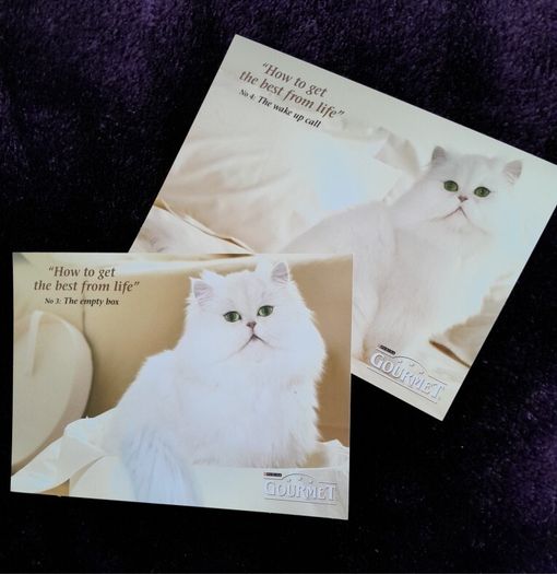 CATS - Postcards - Lot Of Two