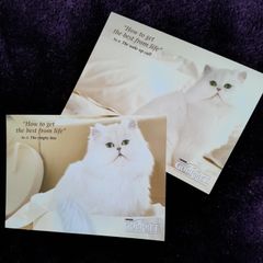 CATS - Postcards - Lot Of Two
