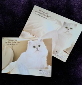 CATS - Postcards - Lot Of Two