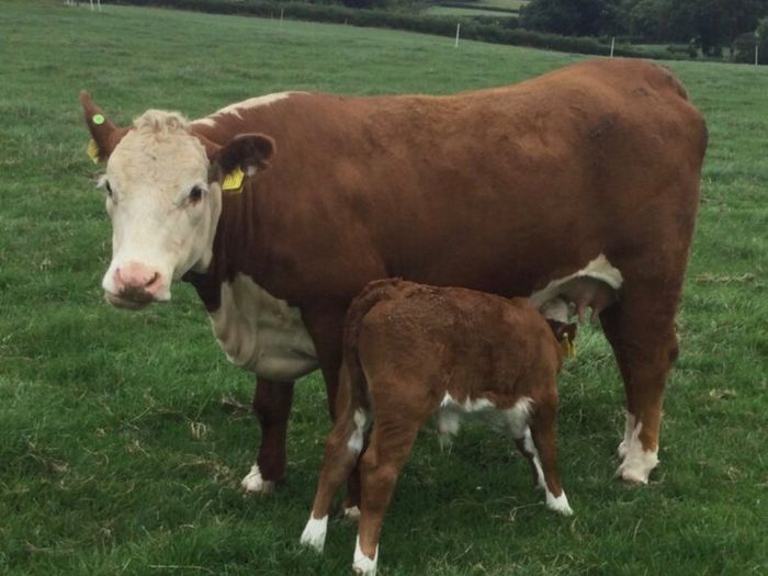 PBR Hereford