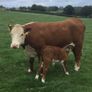 PBR Hereford Image 5