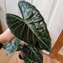 Alocasia Pink Dragon Image 3