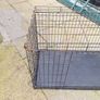dog Image 2