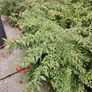 Fuchsia plants Image 2