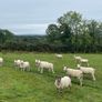 Organic sheep for Ballyjamesduff breeding sale Image 8