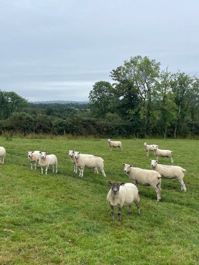 Organic sheep for Ballyjamesduff breeding sale
