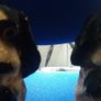 Old Pair of Spaniels Image 3