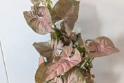 Syngonium Neon Robusts Plant