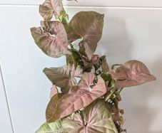 Syngonium Neon Robusts Plant