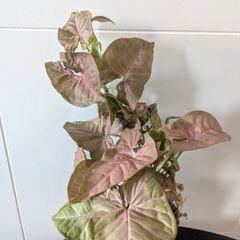 Syngonium Neon Robusts Plant